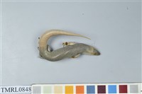 藏品(麗紋石龍子)的圖片